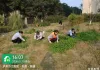 天誉锦樾杂草清理